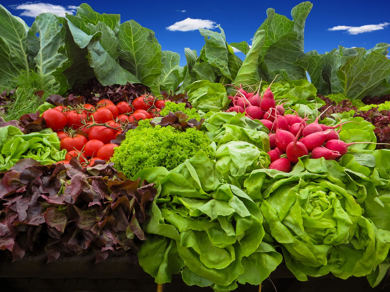 community vegetable garden