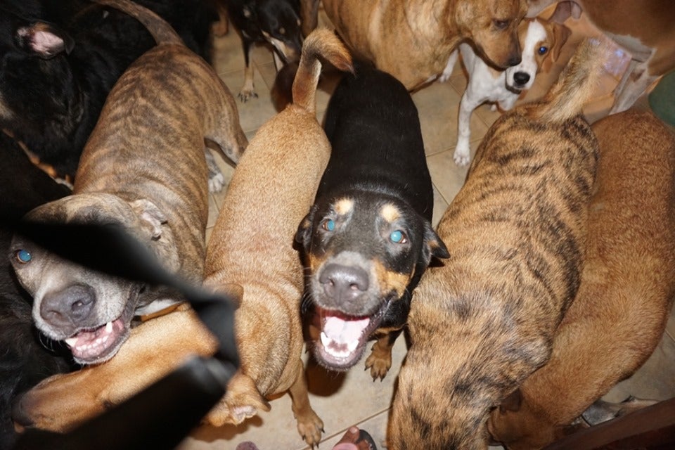 dogsbahamas