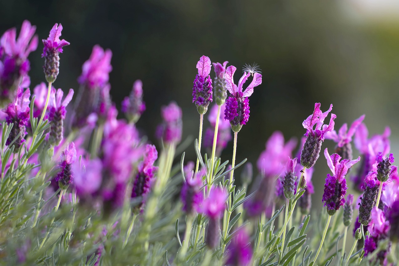 lavendar-natural remedy hypertension