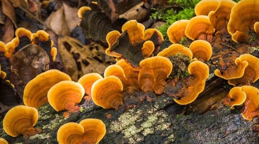 reishi mushrooms TMU
