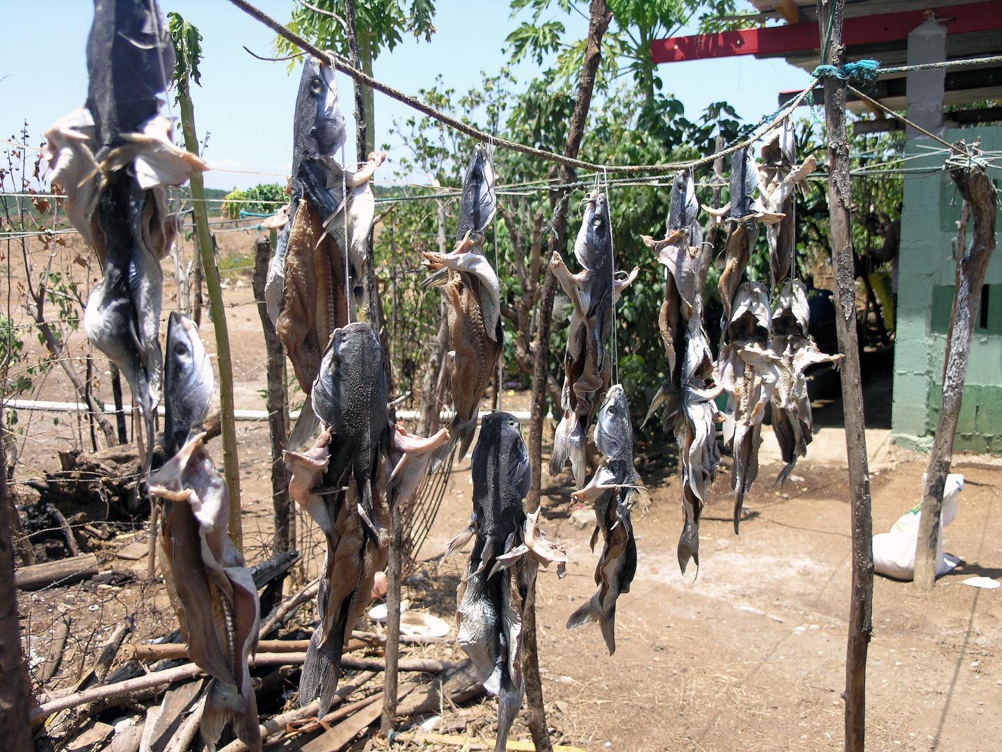 simple fish preservation method
