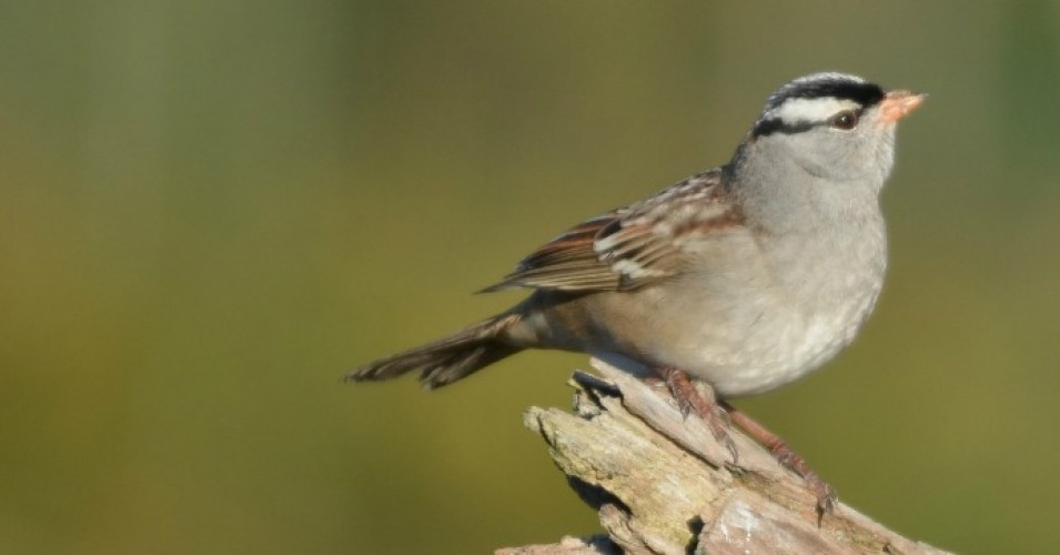 white-crowned-sparrow-birds-neonics