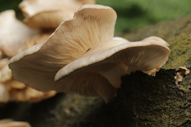 800px-Oyster_Mushroom_-_Pleurotus_cf._ostreatus_36165510420 800px-Oyster_Mushroom_-_Pleurotus_cf._ostreatus_36165510420