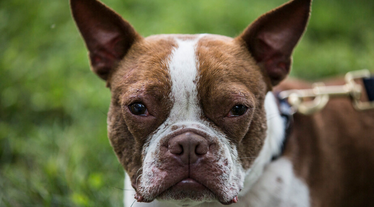 animal-cruelty-federal-felony animal-cruelty-federal-felony