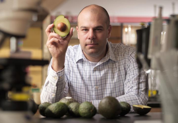 avocado study diabetes obesity avocado study diabetes obesity