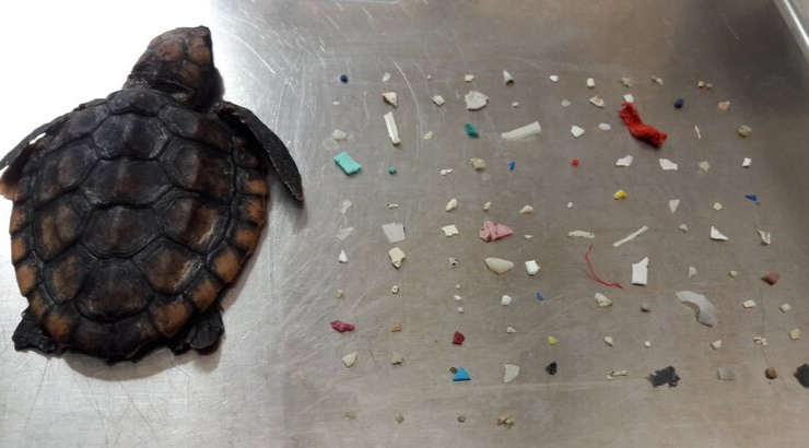 baby-turtle-104-pieces-plastic-belly baby-turtle-104-pieces-plastic-belly
