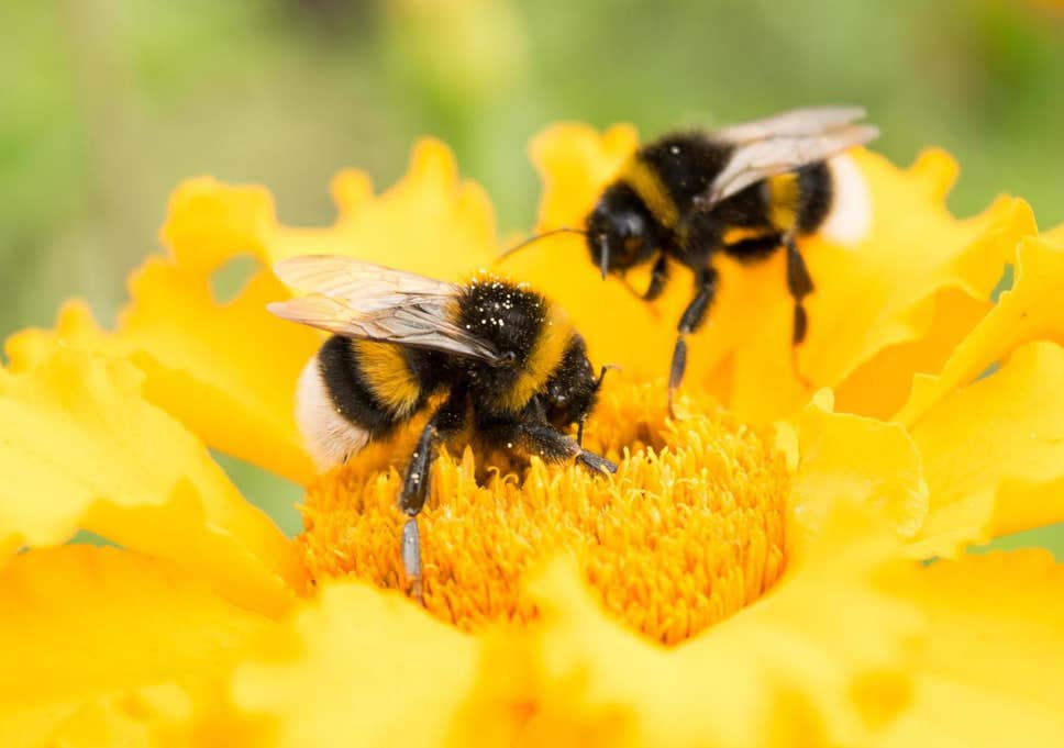 bee