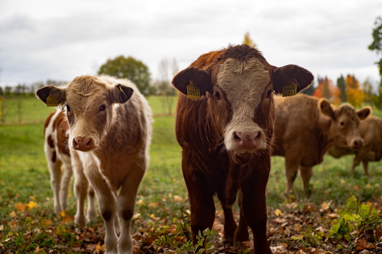 cow-livestock