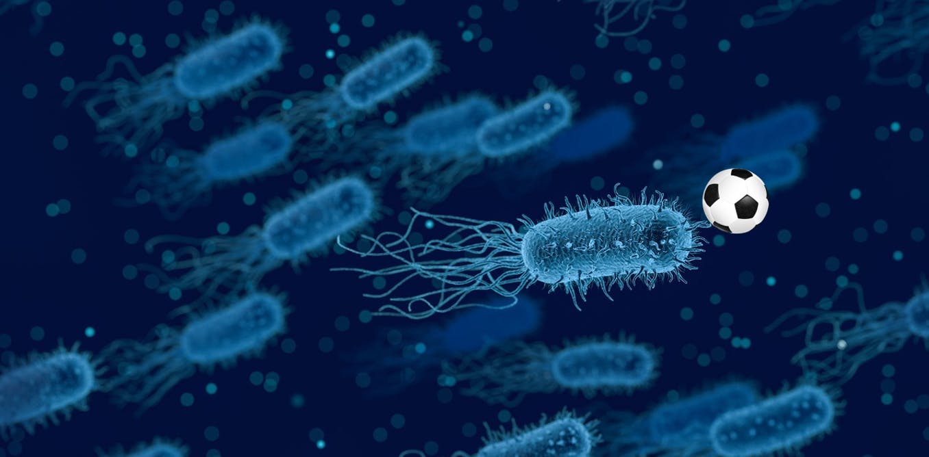 gut health pixabay