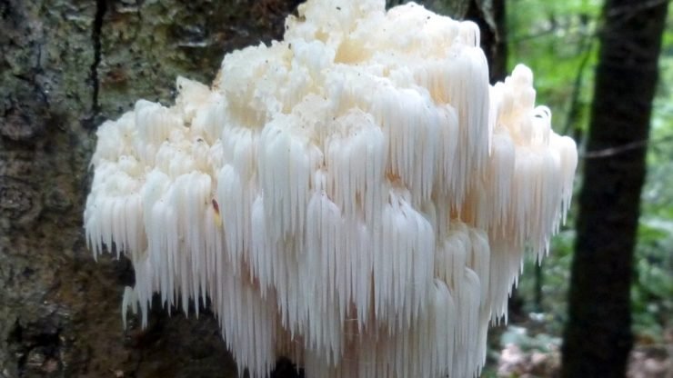 lions-mane-740x416 lions-mane-740x416