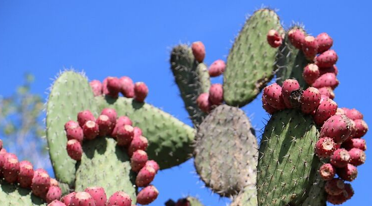 nopal-cactus nopal-cactus