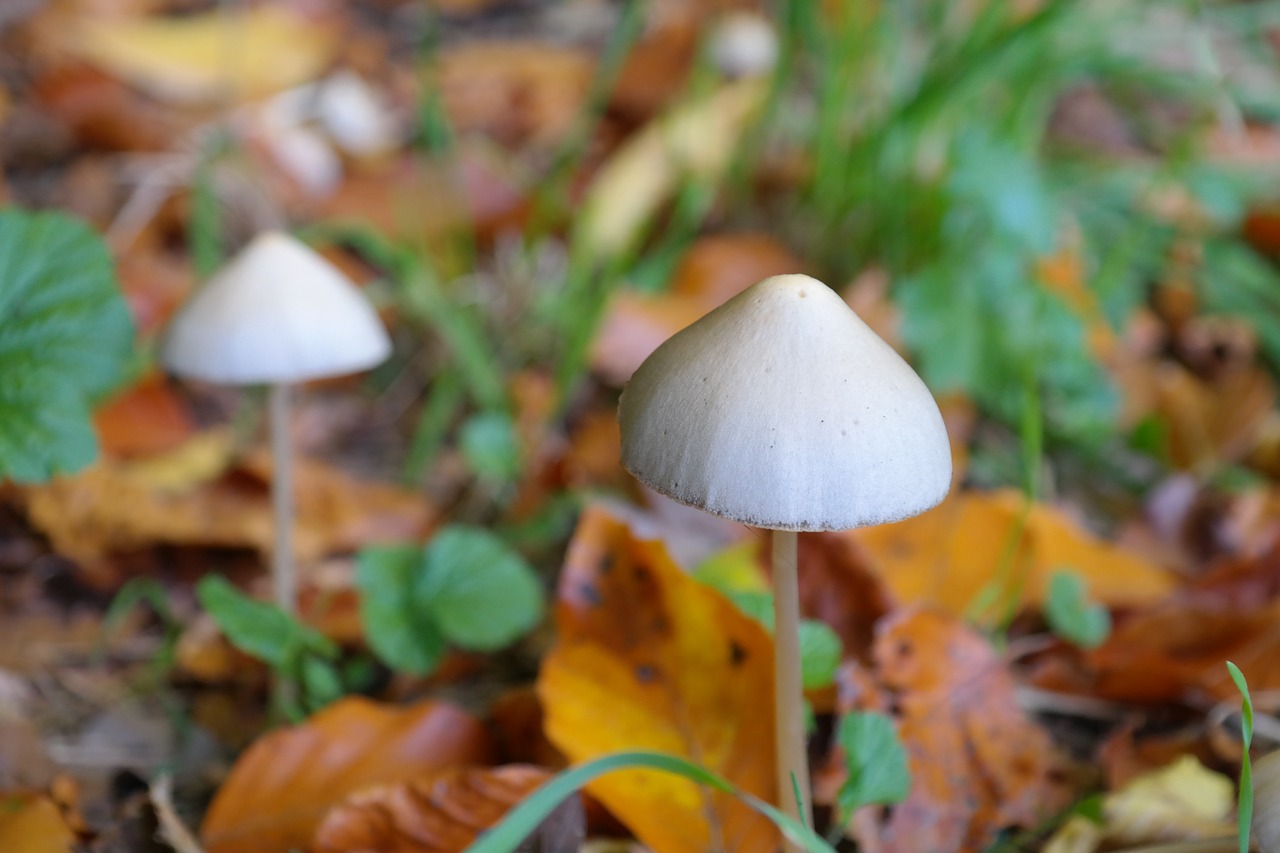 psilocibyn mushroom psilocibyn mushroom