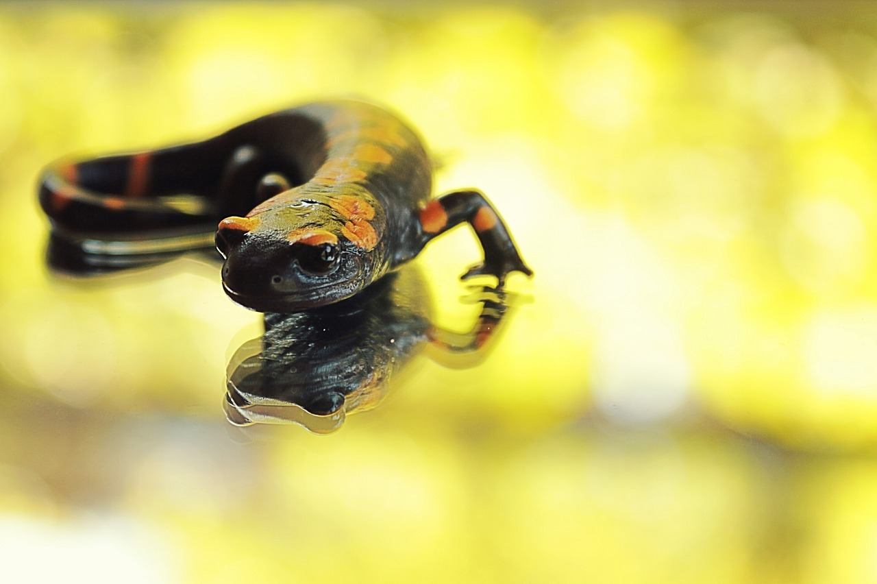 salamander-2731277_1280