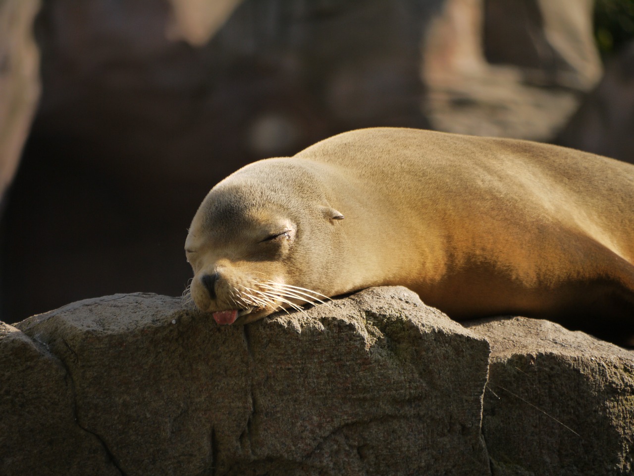 seal-1096982_1280