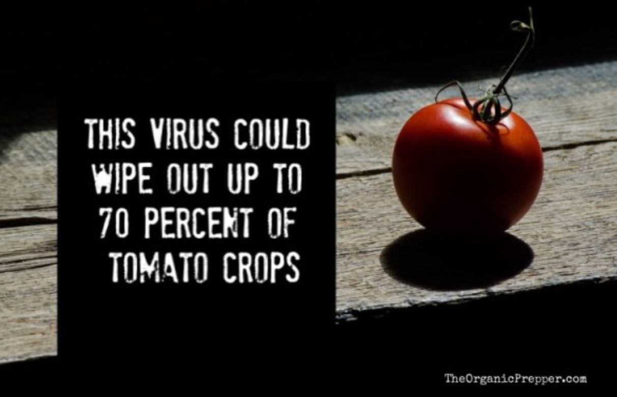 tomato op