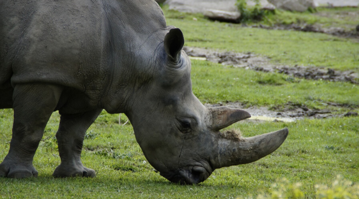 fake-rhino-horns fake-rhino-horns