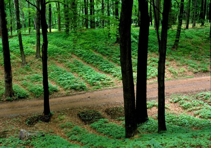 forest farm