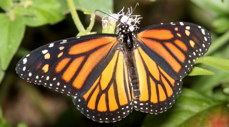 monarch-butterfly