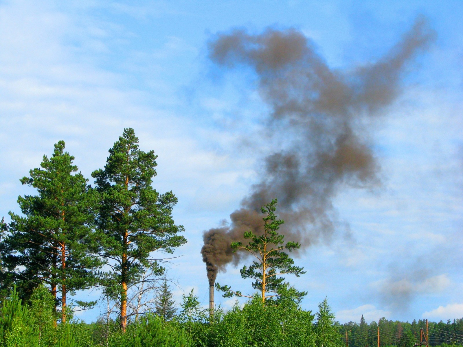 plants air pollution Ohio State university plants air pollution Ohio State university