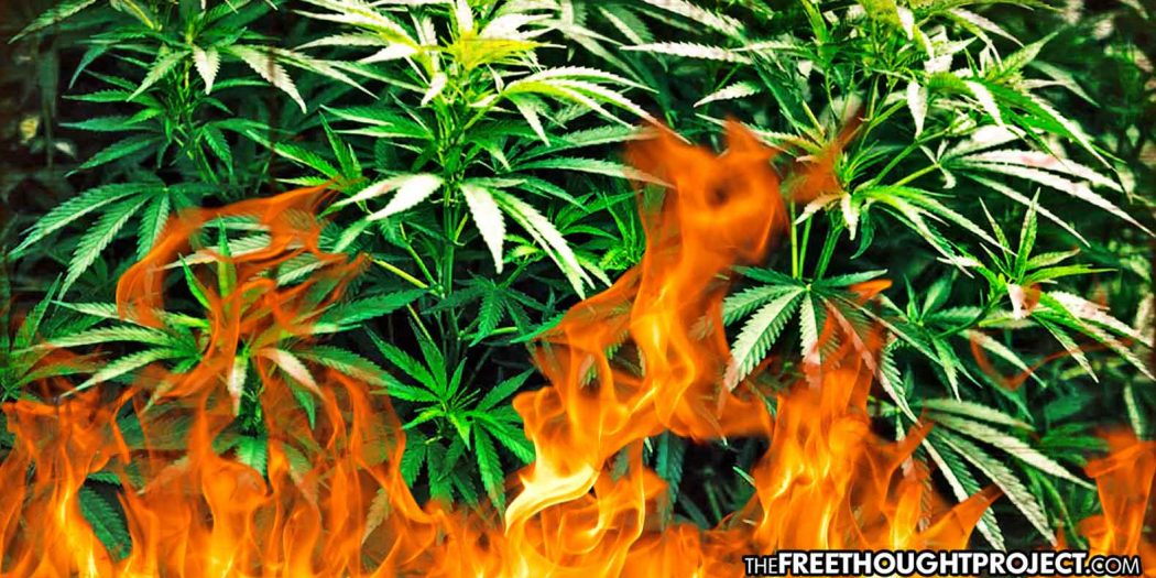 congress-cannabis-1050x525 congress-cannabis-1050x525