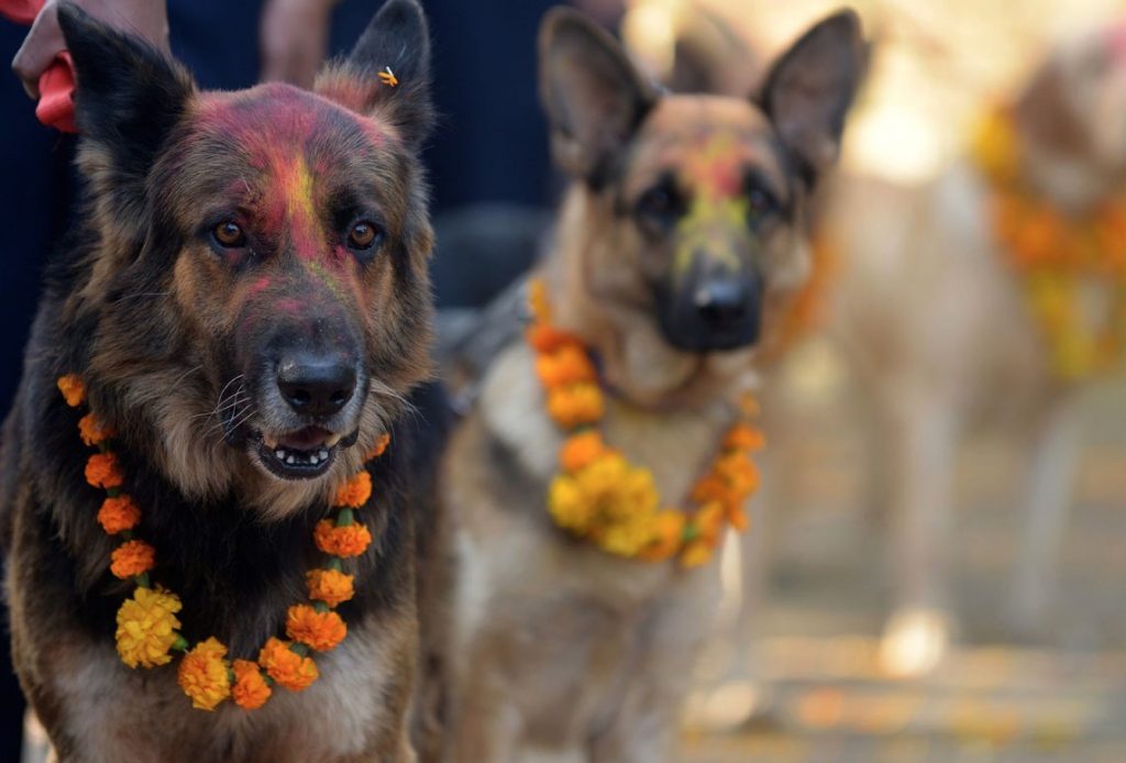 dogss-1024x694-1