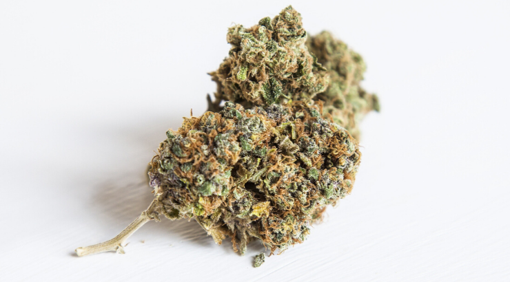 italy-cannabis italy-cannabis