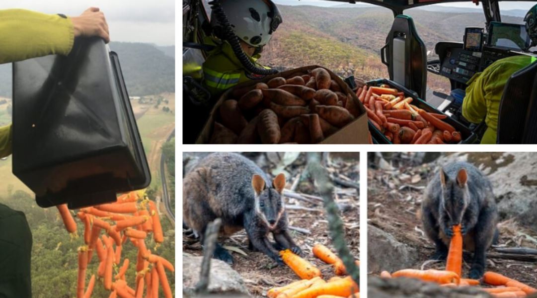 australia food TMU australia food TMU
