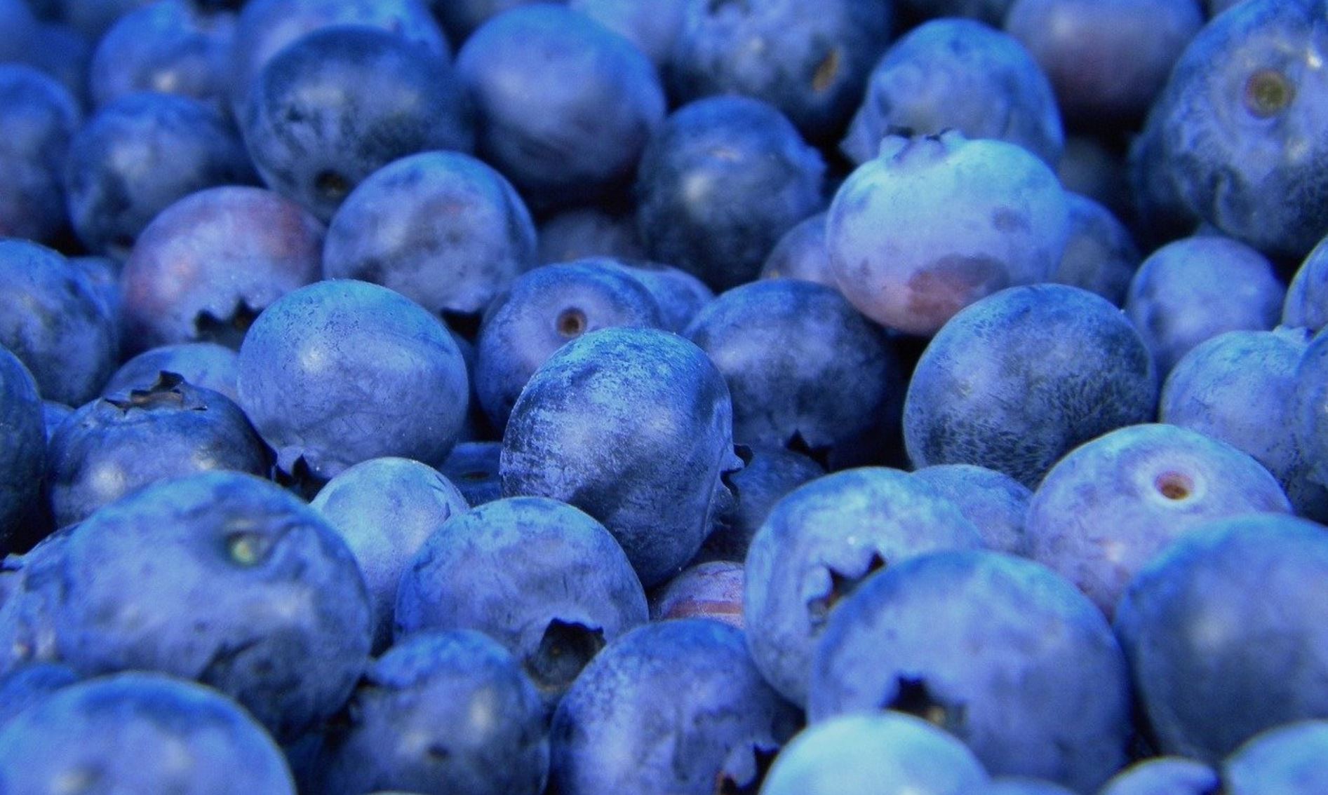 blueberries CE blueberries CE