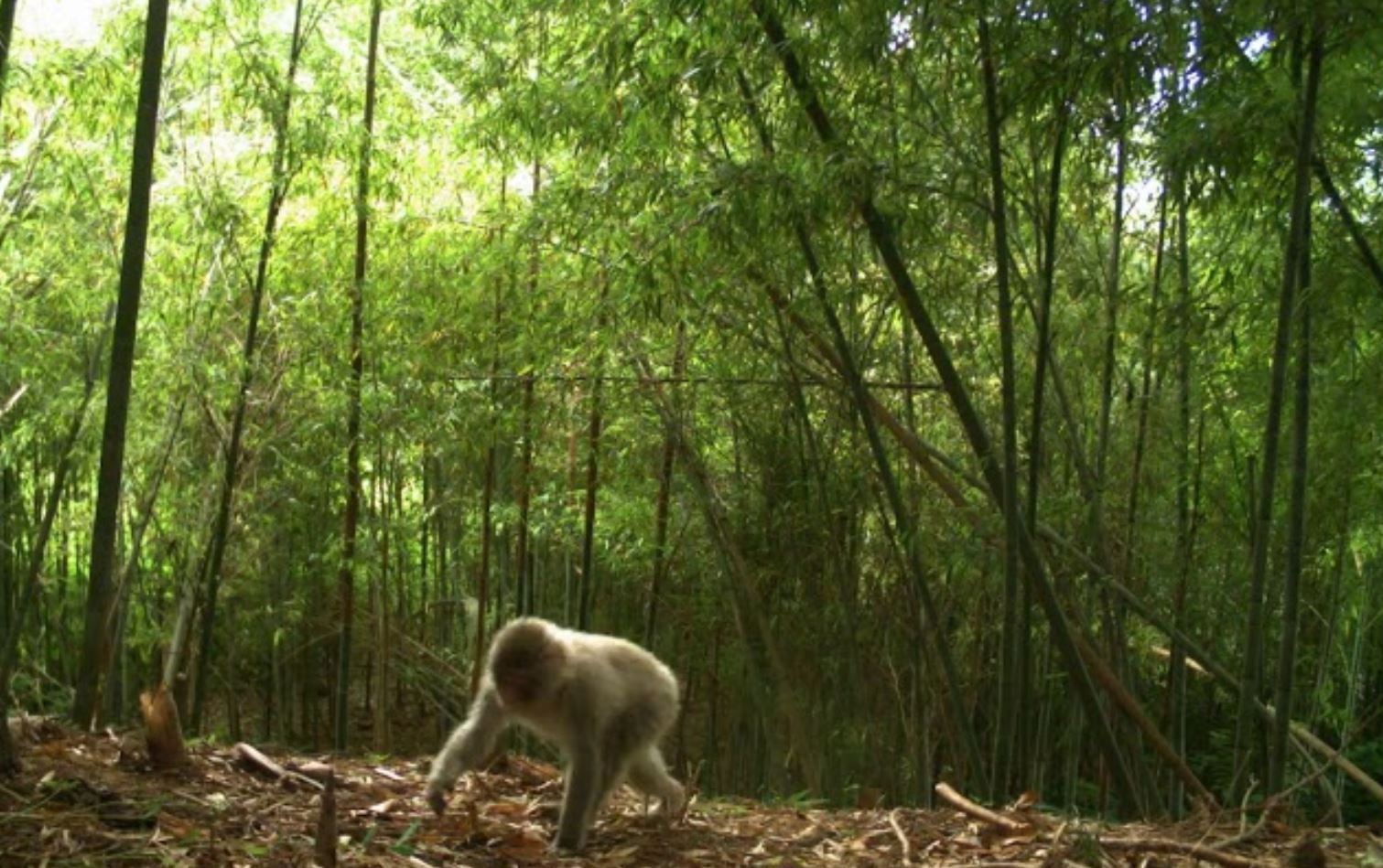 fukushima monkey fukushima monkey