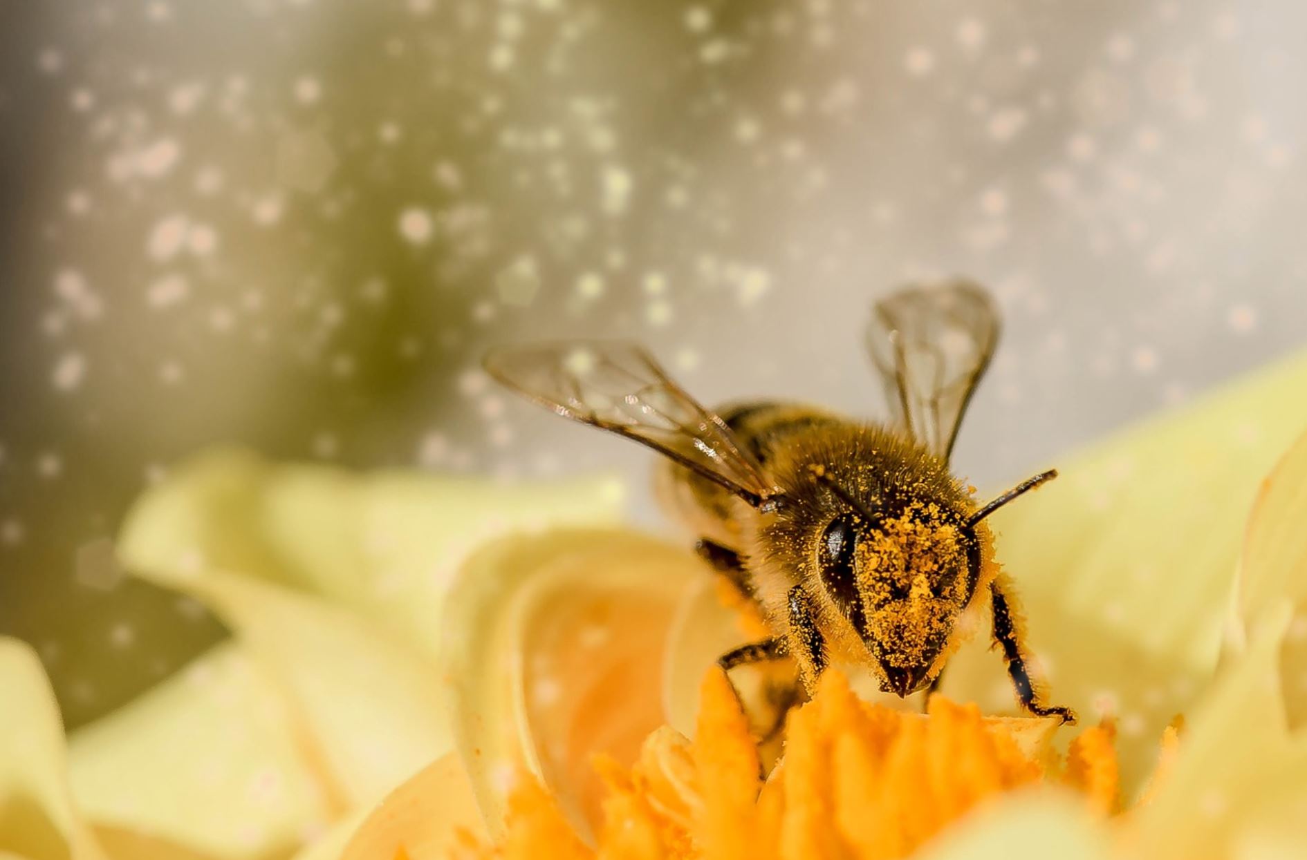 honey bee pixabay