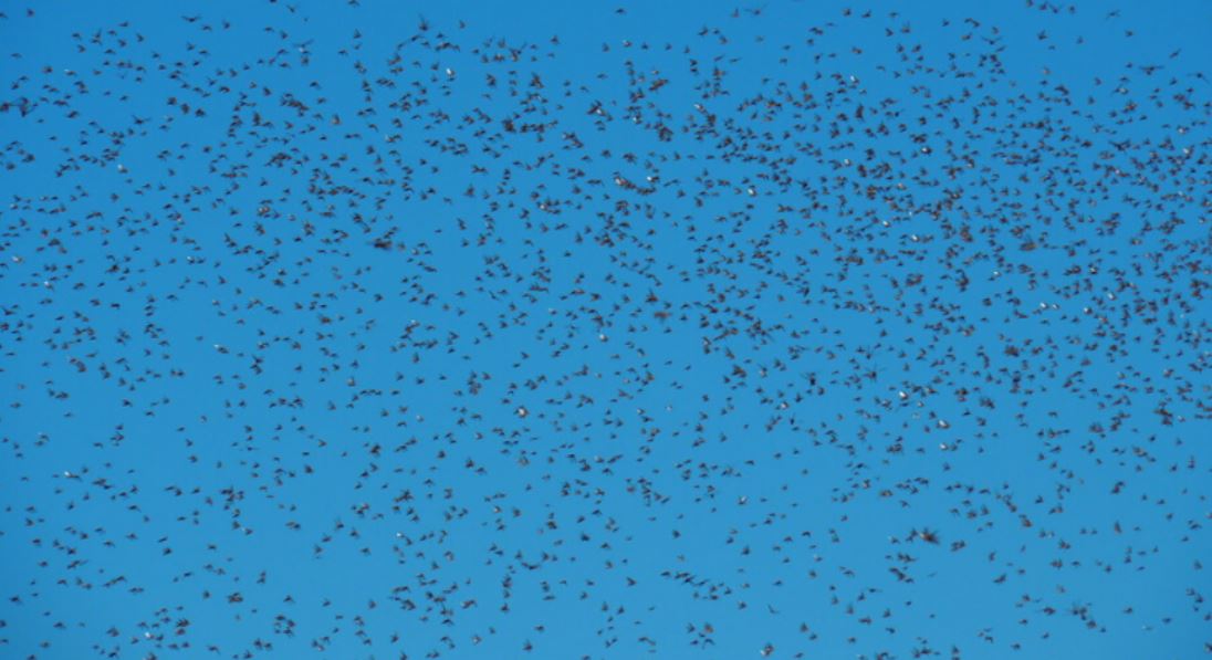 locusts tmu
