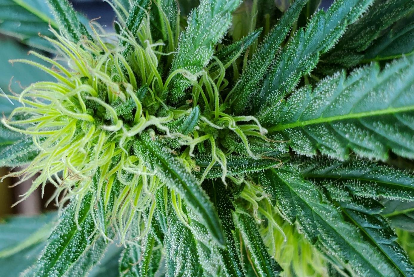 marijuana oregon state marijuana oregon state