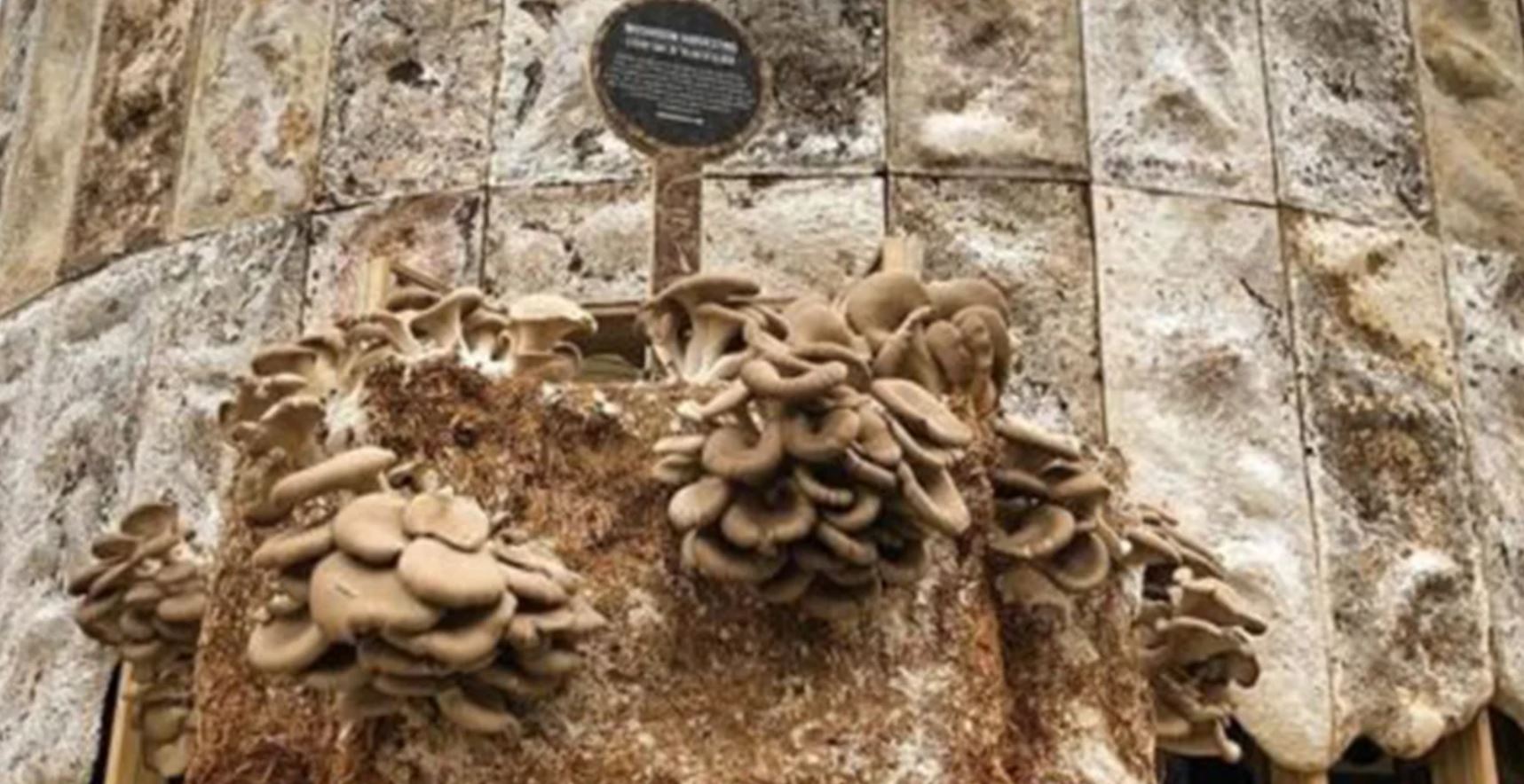 mushroom building
