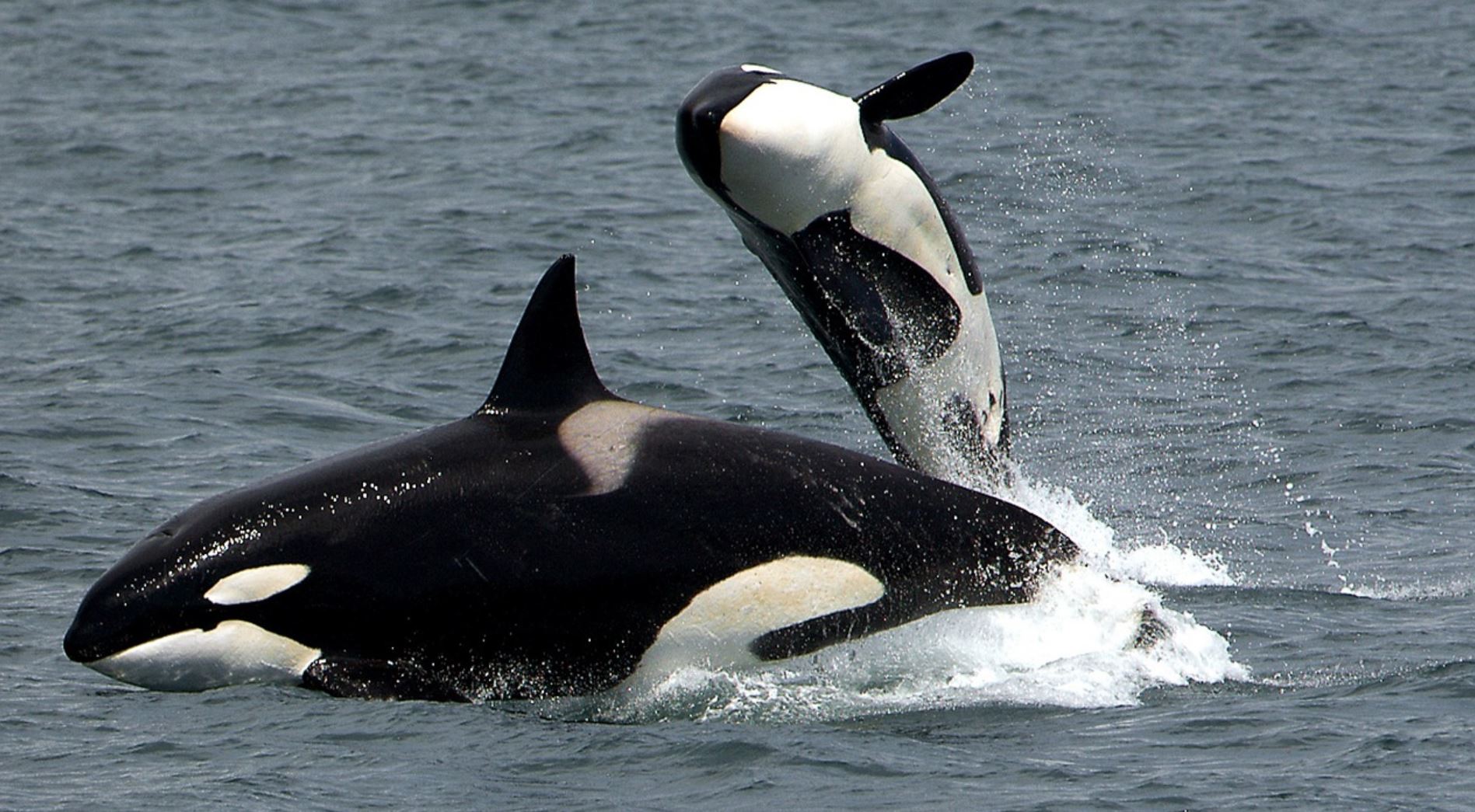 orcas pixabay