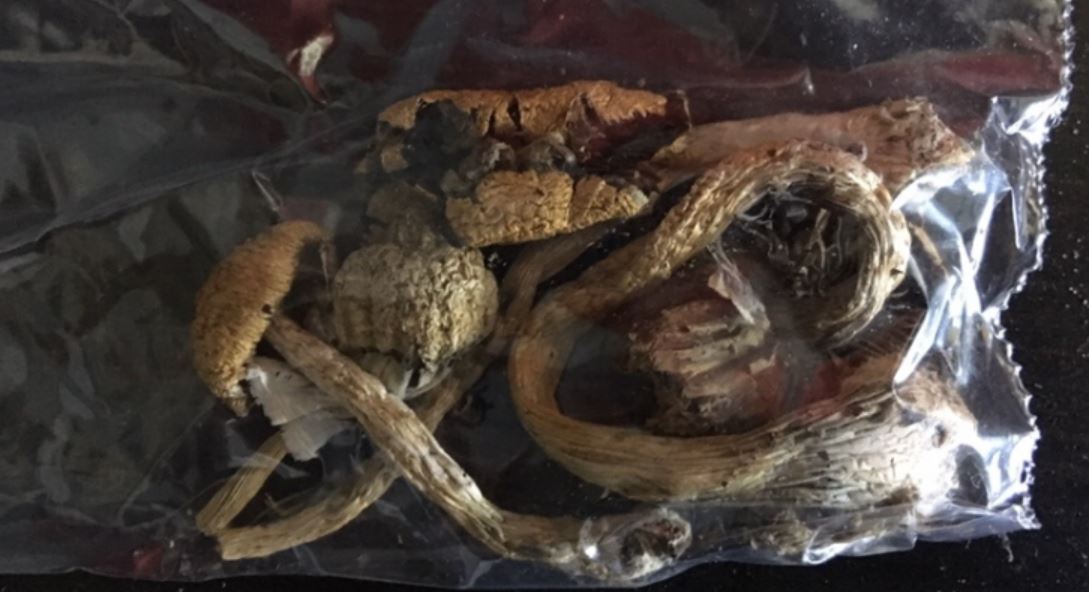 psilocybin tmu psilocybin tmu