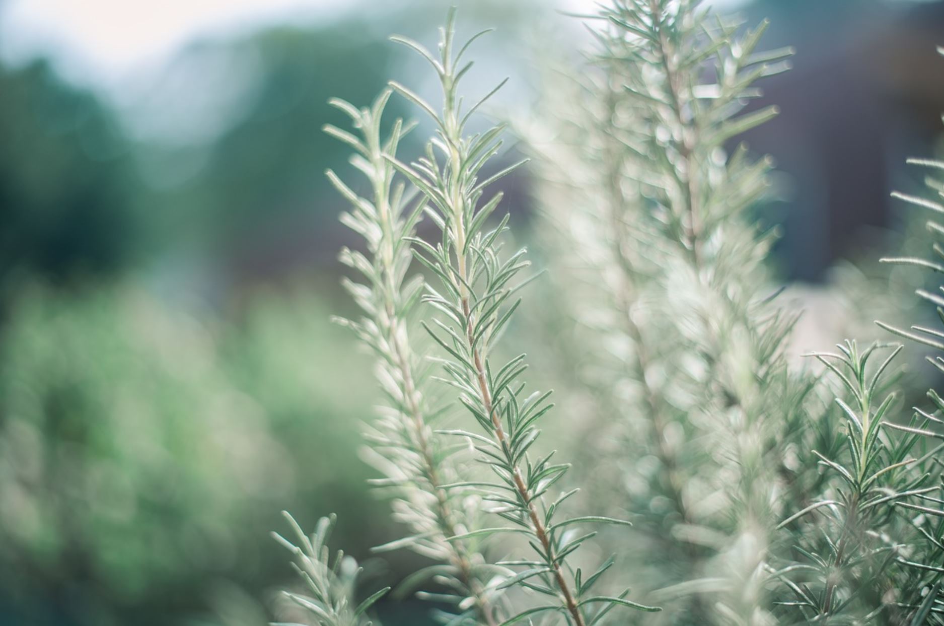 rosemary pixabay rosemary pixabay