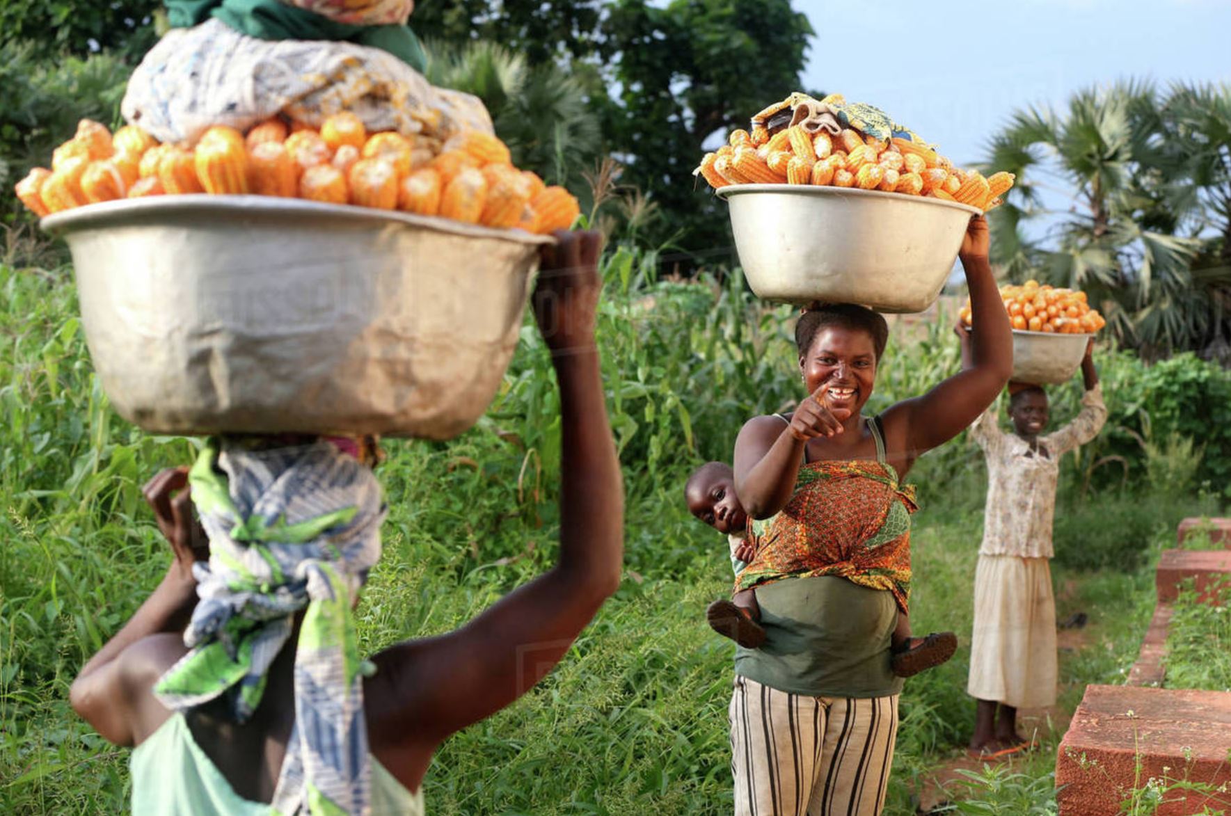 togo glyphosate CE togo glyphosate CE