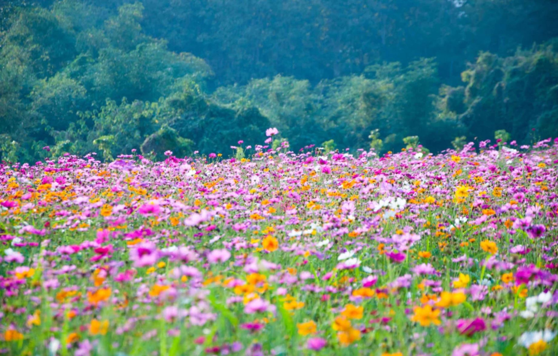 wildflowers truth theory
