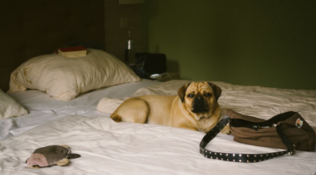 dog hotel tmu