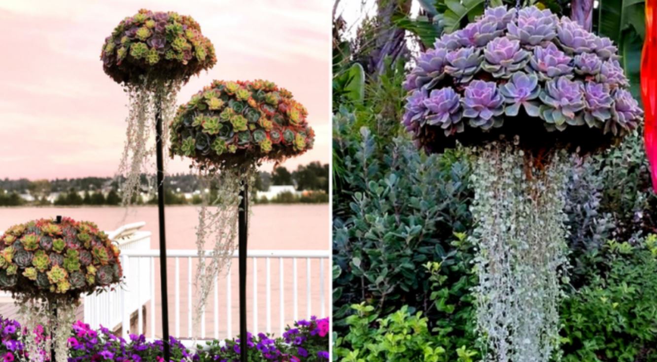 jellyfish garden tmu