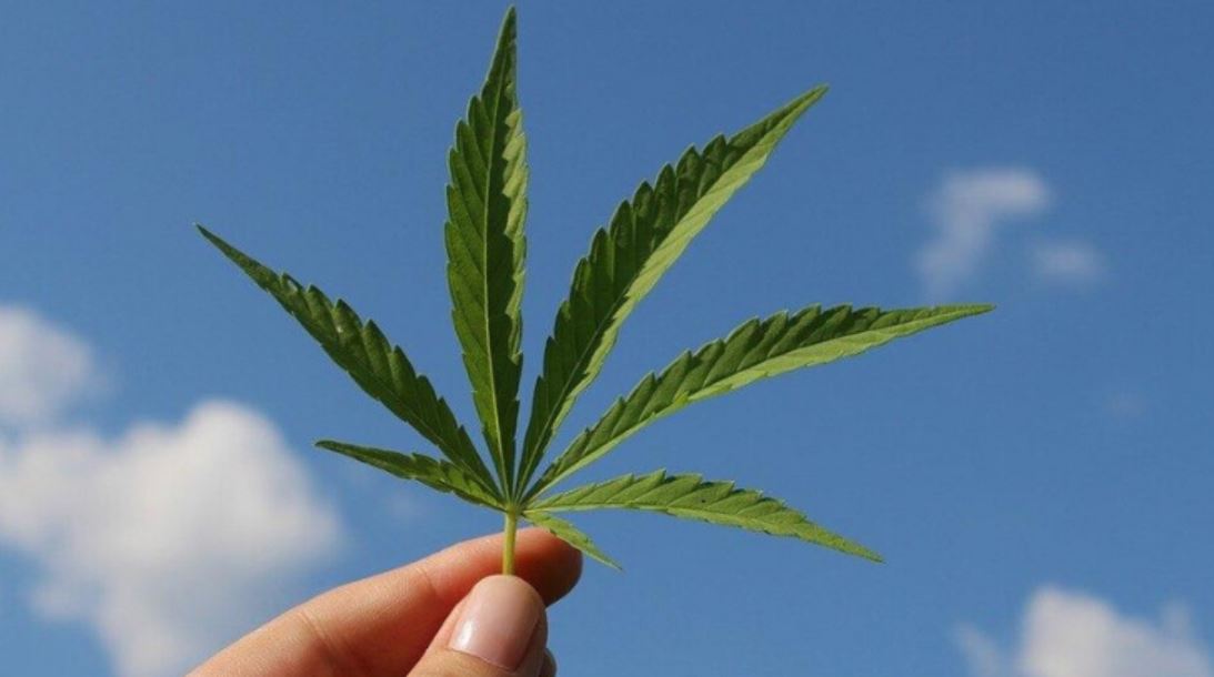 marijuana TMU EM