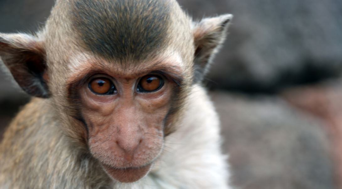 monkey tmu monkey tmu