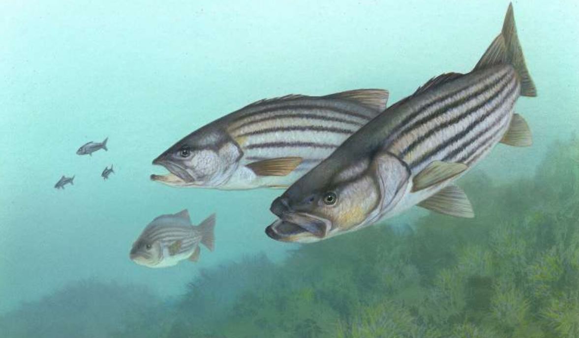 pfas striped bass phys org pfas striped bass phys org