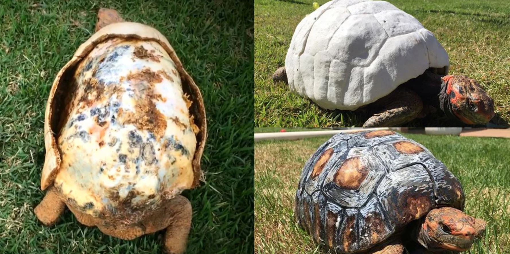 tortoise 3D TT tortoise 3D TT