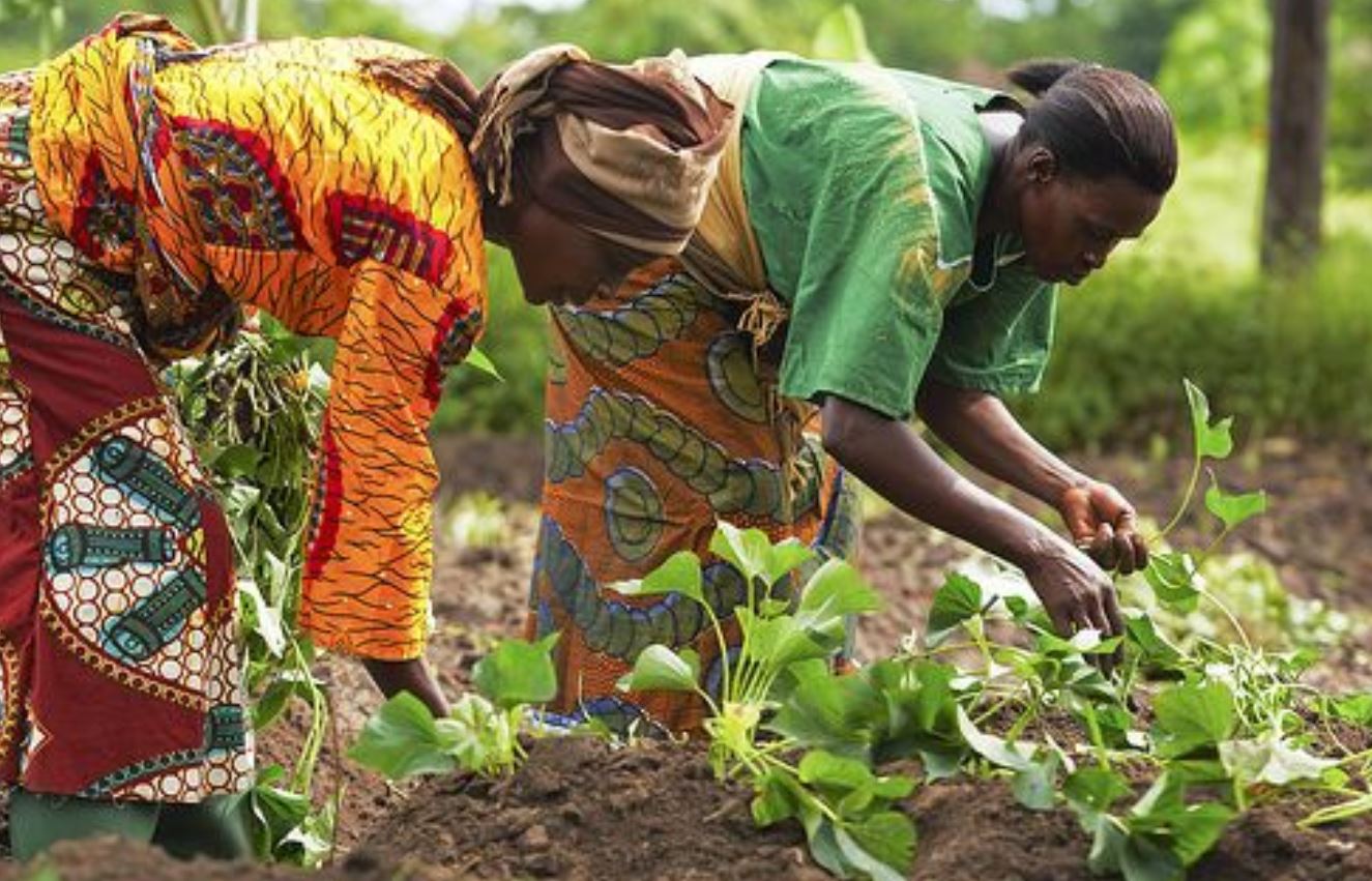 How African Rice Growers Enriched America!