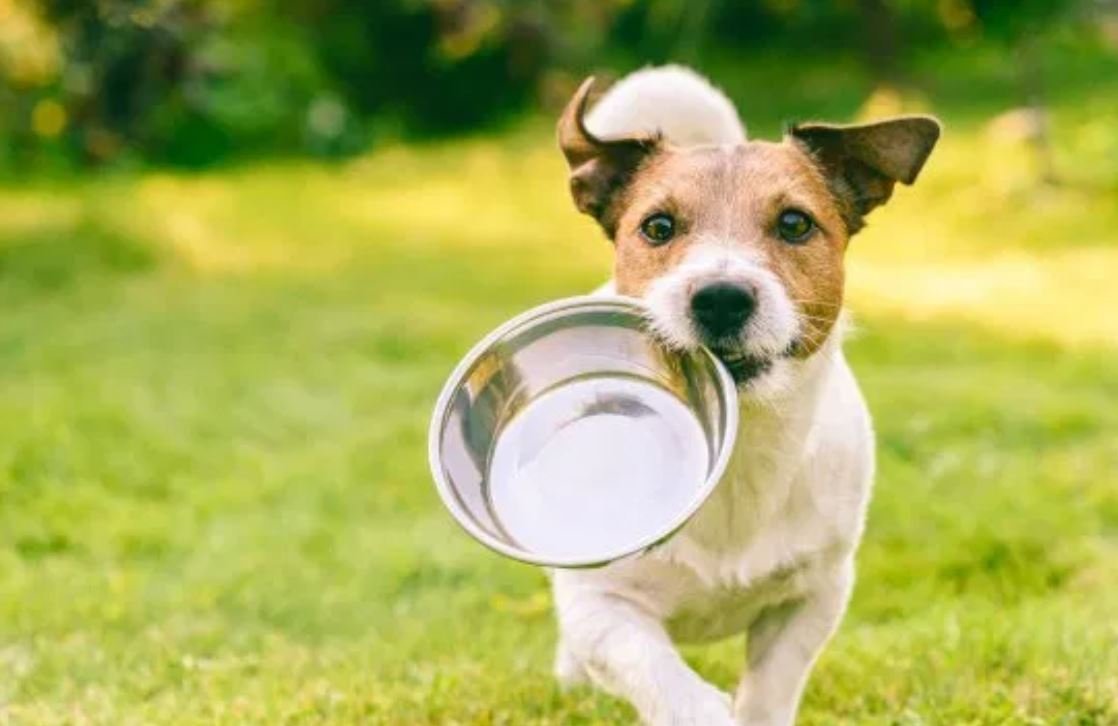 dog food rn dog food rn