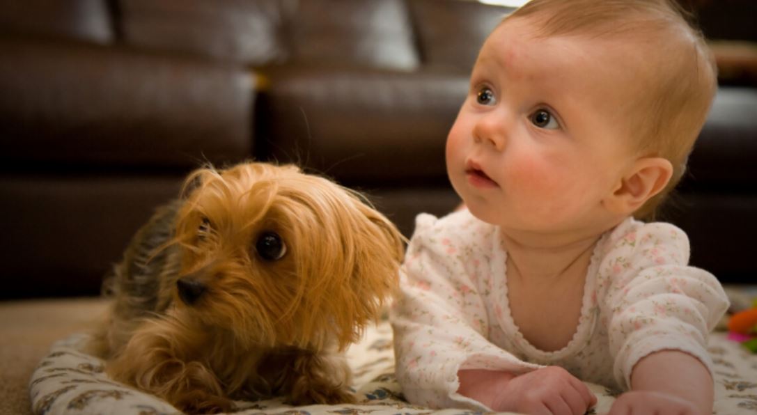 kids pets TMU