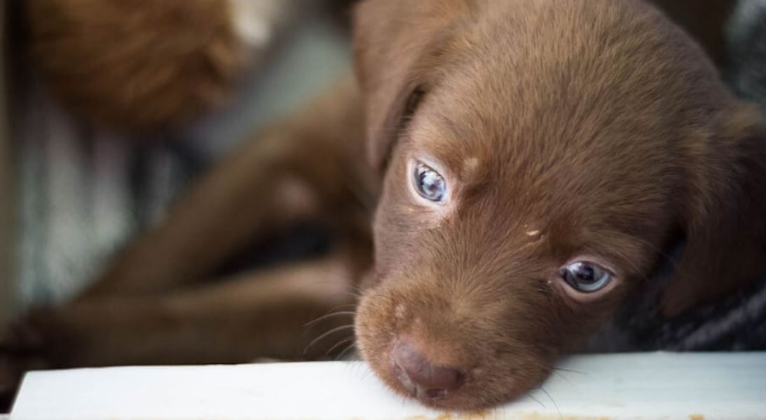 puppy tmu puppy tmu