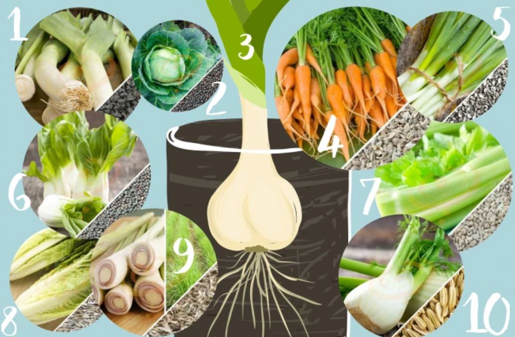 vegetables in water vegetables in water