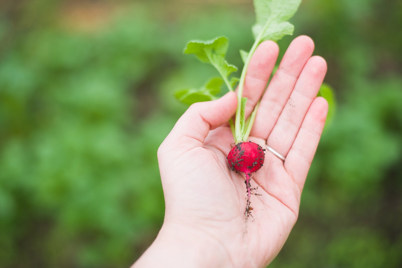 agriculture-1870017_1280
